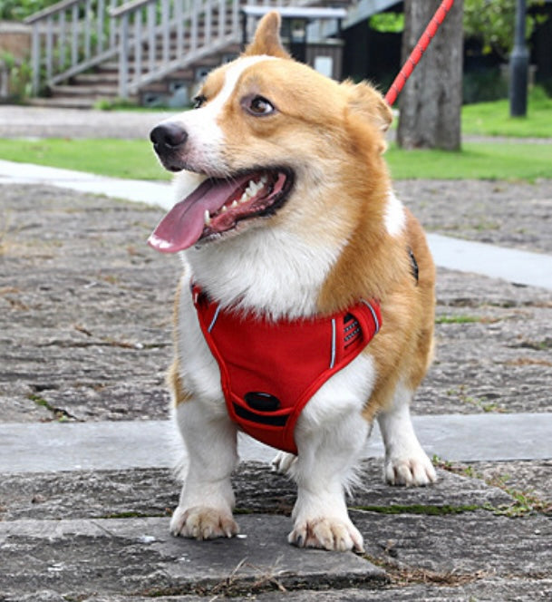 Harnais Anti-Traction Premium PawHaus™ – Confort & Sécurité & Réglage