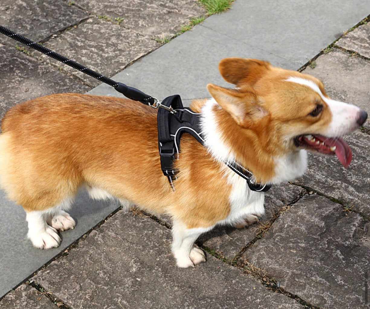 Harnais Anti-Traction Premium PawHaus™ – Confort & Sécurité & Réglage